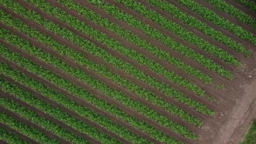 Cloudy agriculture field