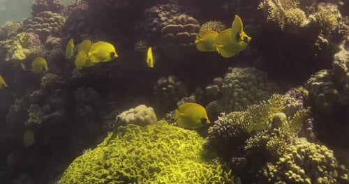Bluecheek Butterflyfish or Yellow Butterfly Fish in The Coral Reef of The Red Sea of Egypt