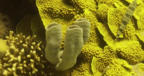 Corals in the Reef of the Red Sea