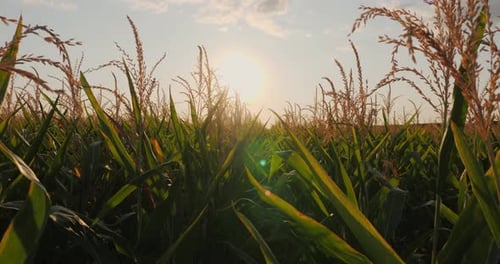 Lush Corn Field at Sunset