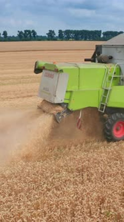 Machinery harvesting on the field. Agricultural big combine gathering yellow plants. Vertical video