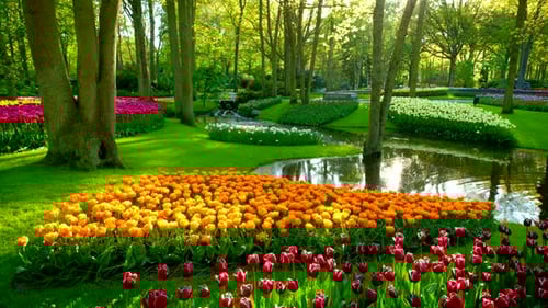 Keukenhof Flower Garden Lisse the Netherlands