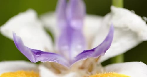 Close up of beautiful white and purple flower with dew drops on petals in sunny garden