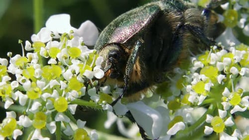 Makroporträtansicht eines grünen metallischen Käfers, der auf einer weißen Blume isst