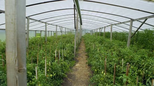 Rows of Thriving Tomato Plants in Greenhouse