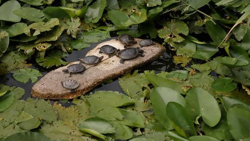 Turtles Lying on the Leaves of Water Lilies in the Pond