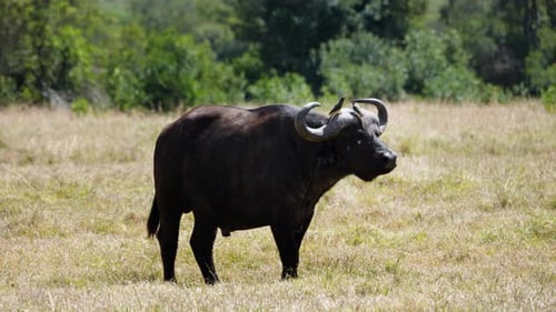 Cape Buffalo con picabueyes en Ol Pejeta Conservancy, Kenia.