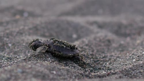 Hawksbill turtle walking on wet sand at the beach