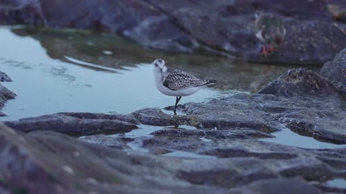Close-up de um maçarico em busca de comida
