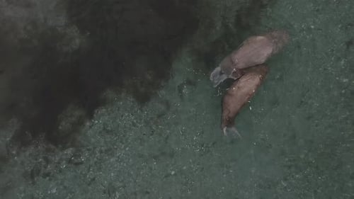 Walrosse schwimmen an der arktischen Küste, Luftaufnahme von oben