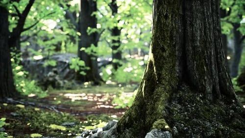A Mosscovered Tree in a Lush Forest