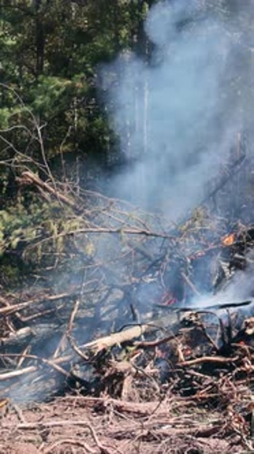 Burning Branches and Trees in the Wilderness