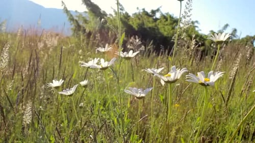 Daisies in the meadow at sun during summer. Chamomile, camomile flowers.
