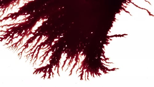 L'encre tombe et s'étale sur une surface blanche 1