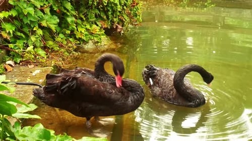 Two Beautiful Black Swans Resting by a Pond in a Green Garden