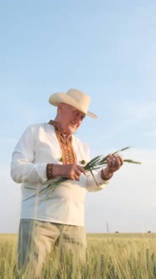 Adult Smelling Wheat in Sunny Rural Field