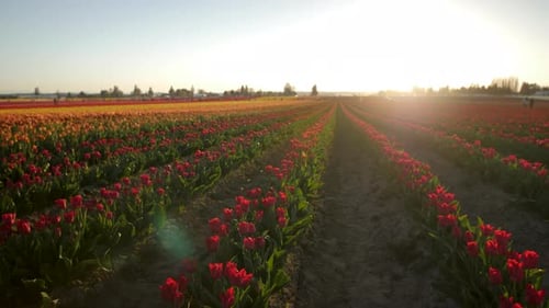 Tulip Field in Bloom at Golden Hour
