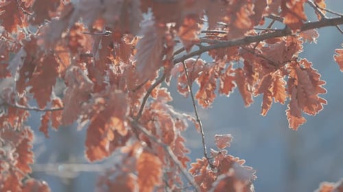 Frost Covered Leaves on Tree Branches in Winter