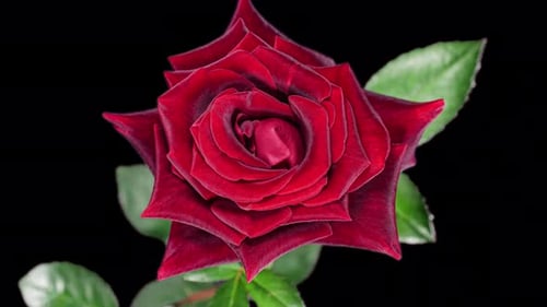 Timelapse of Red Rose Growing Blossom From Bud to Big Flower on Green Leaves Background with Alpha