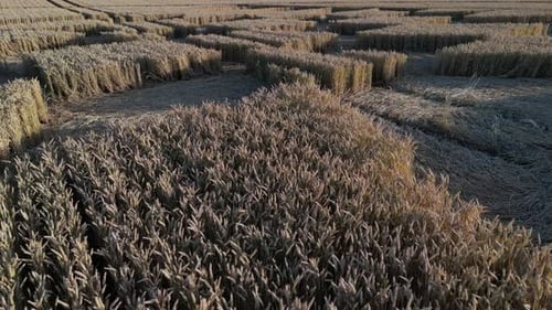Crop Circle Pattern By Ripe Cereals In The Field Of Micheldever Station In UK. - low aerial