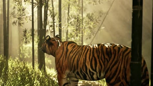 In a Forest of Bamboo a Tiger Stands Still Using Its Senses to Track Its Quarry