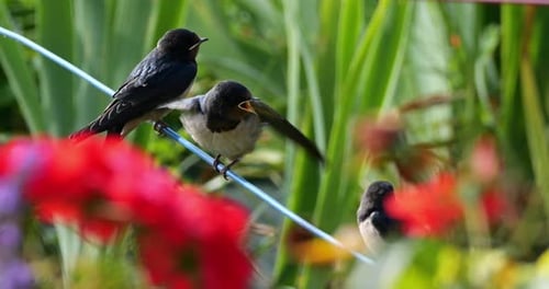 Barn swallows (Hirundo rustica) feeding chicks, Southern France