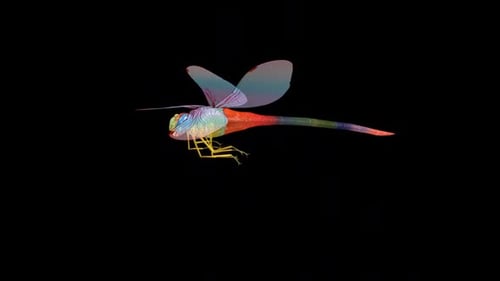 Rainbow Dragonfly - Flying Loop - Aerial Side Close Up View - Alpha Channel