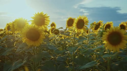 Sunflower Field Blooming at Sunset in Rural Landscape During Summer Season