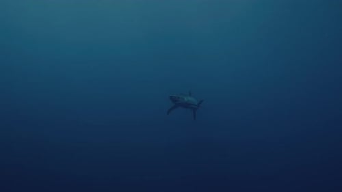 Wide Shot of a large Blue Shark in the deep blue ocean near the Azores Islands