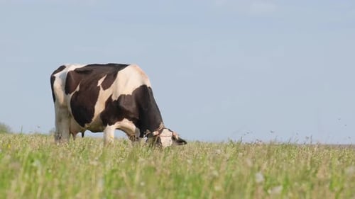 A Dairy Cow Eats Grass on a Green Meadow Agricultural Animal Husbandry
