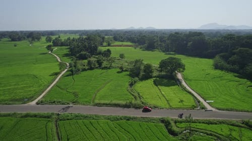a Road Through Rice Paddy Fields