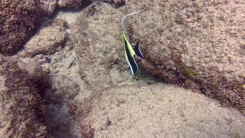 Close-up of Moorish Idol Zanclus cornutus Moorish idols collecting food from the surface of the spon