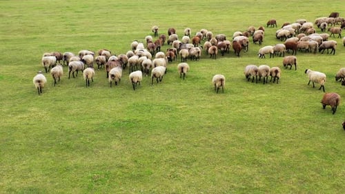 White and brown sheep walking on field. Motion of group of animals outdoors.