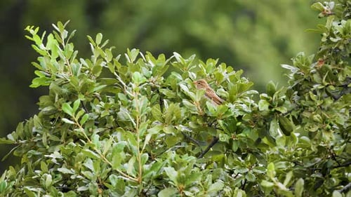 Un moineau domestique est assis dans un chêne et s'envole - Ralentissement