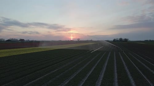 Aerial view of Sprinkler in field spraying water on growing tulips, Netherlands