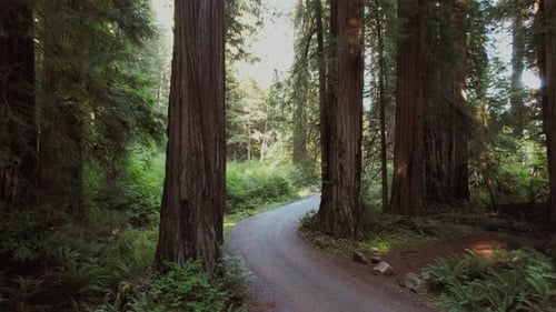 Aerial View of Ancient California Redwood Forest