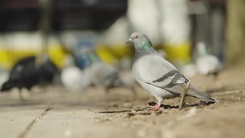 Rock Dove Birds Walking On The Pavements. - selected focus shot