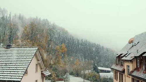 First snow fell on green pine trees. Winter is approaching