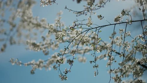 Flowering Branches of Tree on Background of Blue Sky Concept of Spring Awakening of Nature