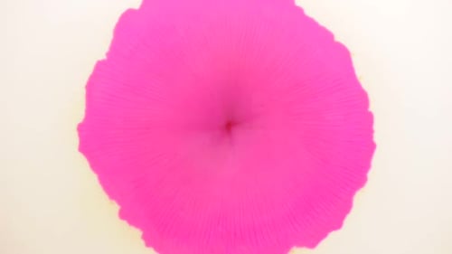 Una petunia rosa nace de tu vívida imaginación. Para obtener más información, busca «AbstractVideoclip» usando