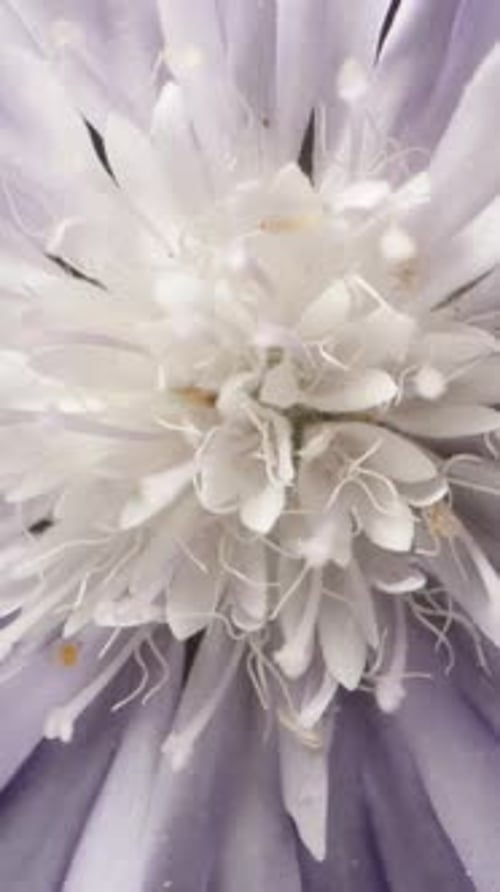 Close-Up of a Beautiful Purple Flower in Bloom
