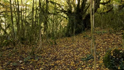 Autumn Leaves