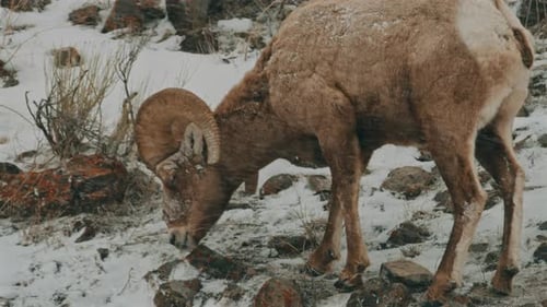 Bighorn Sheep Feeding in Snowy Terrain in Wyoming