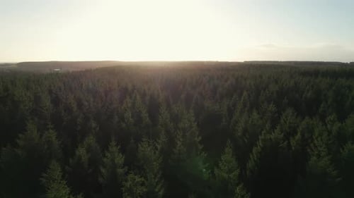 Drohnenaufnahme eines großen Pinienwaldes, der in wunderschönem Sonnenlicht über Baumkronen fliegt - Dolly In Shot