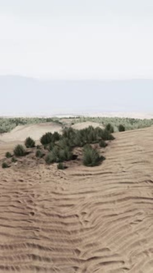 Green Grass in Liwa Desert