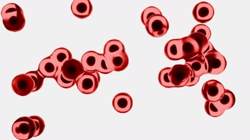 Microscopic Red Cells Move In A Loop Against White Background