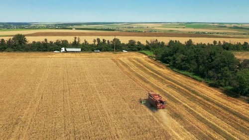 Aerial Drone View Harvester Working in Wheat Field Harvesting Combine Machine Cutting Cultivated
