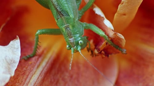 A Close-up of a Grasshopper in the Act of Eating