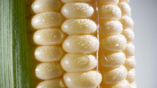 Corn cob with green leaves and drops of water, extreme close-up. slide the camera down, white backgr