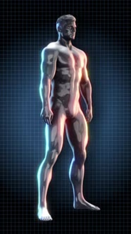 3D Human Squat Exercise Animation with Muscle Bone Highlights